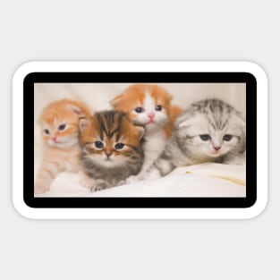 the 4 little cute cats Sticker